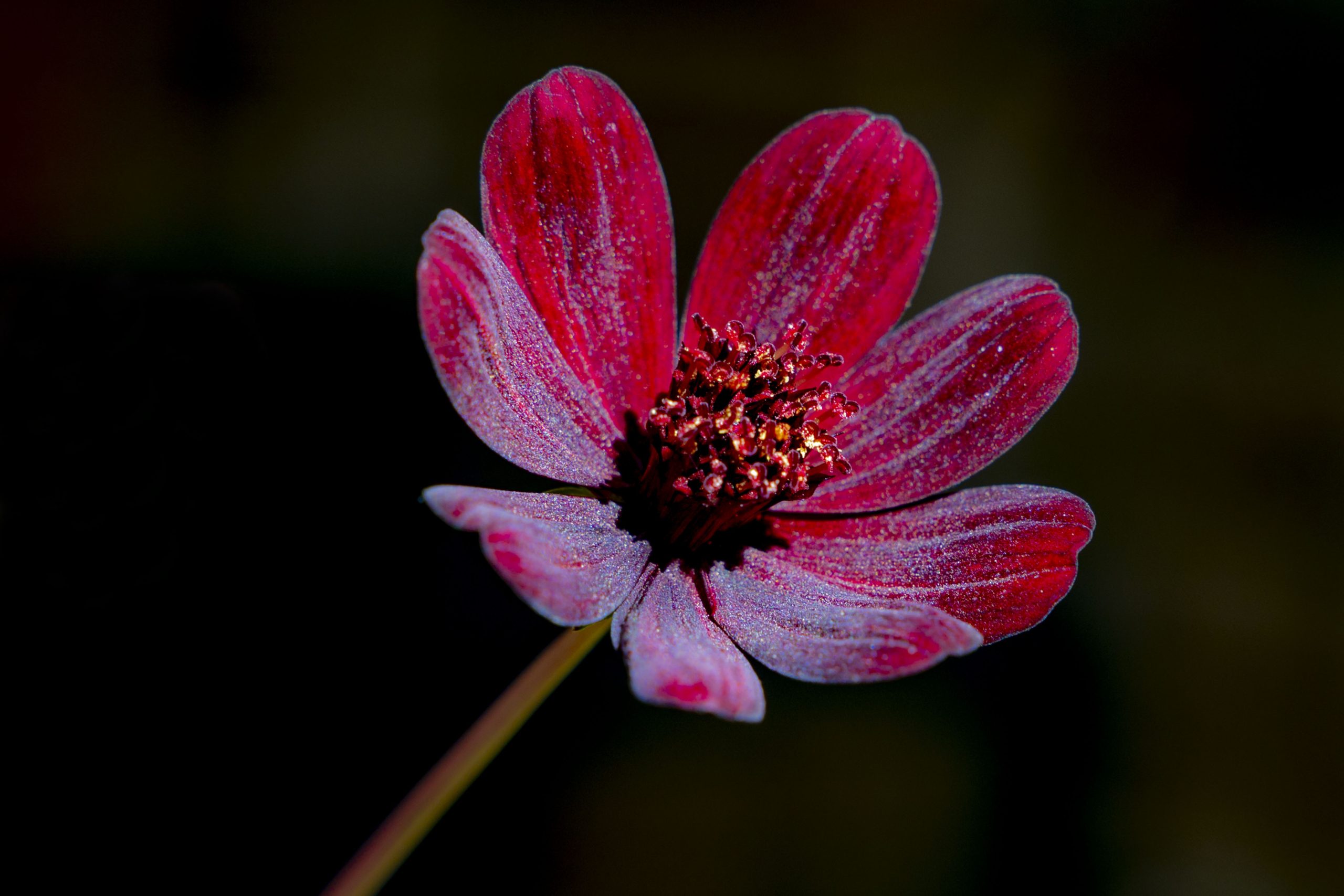 Blomster
